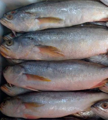 pescadabranca mercadao
